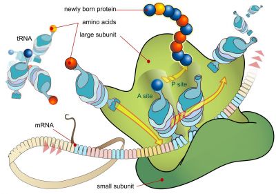 Ribosome mRNA