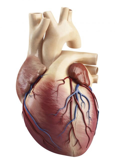 Heart-adipose tissue cross-talk