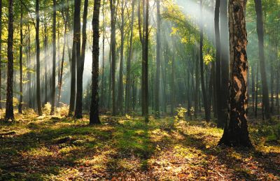 Studying forests through functional traits