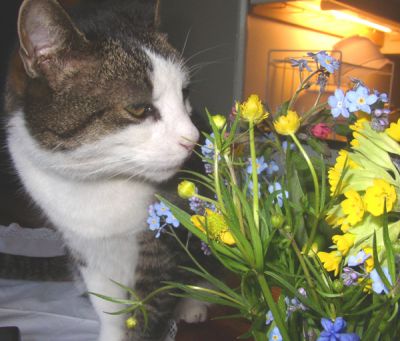 Cat smells the flowers, Autor Per Ola Wiberg from Ekerö, Sweden (mmmm...smells just fine..) [CC BY 2.0