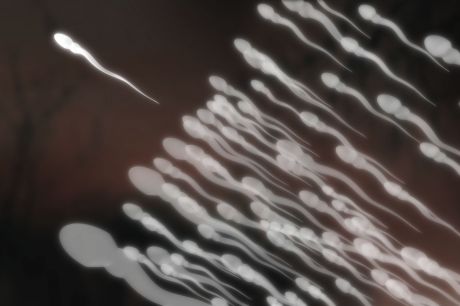 How sperm evolve