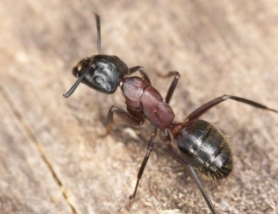 Genes affecting social behaviour in ants