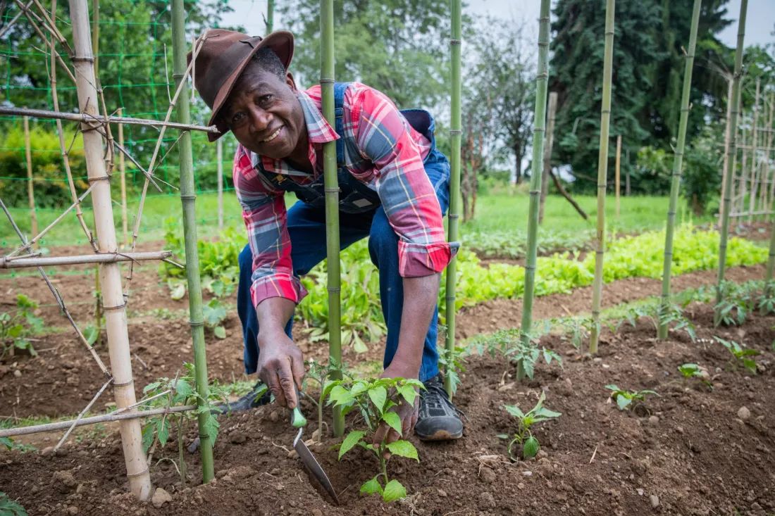 Agricultor plantando tomateras en su campo