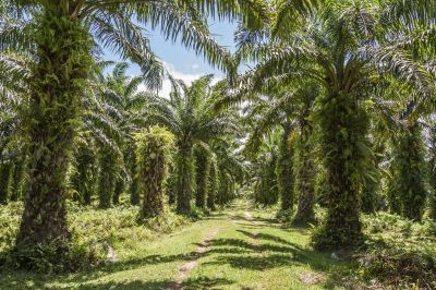 The genetics of plant structure