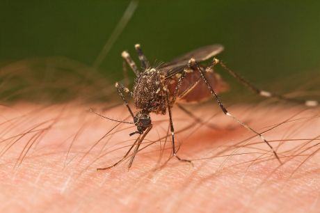 Mosquito Tasmania