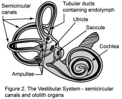 Vestibular organs