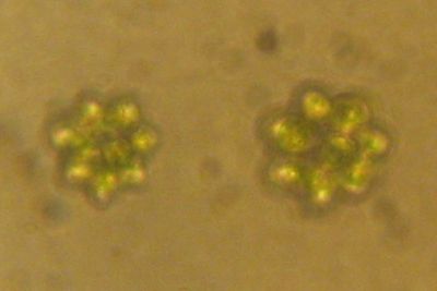 Phytoplankton, fot. By httpcommons.wikimedia.orgwikiUserPanek (Own work) [CC BY 2.5