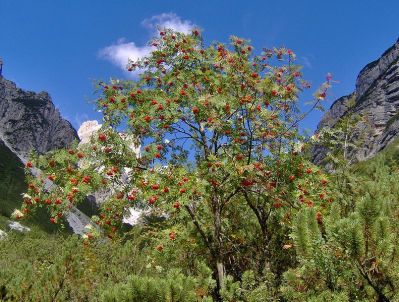 Sorbus-aucuparia, fot. public domain