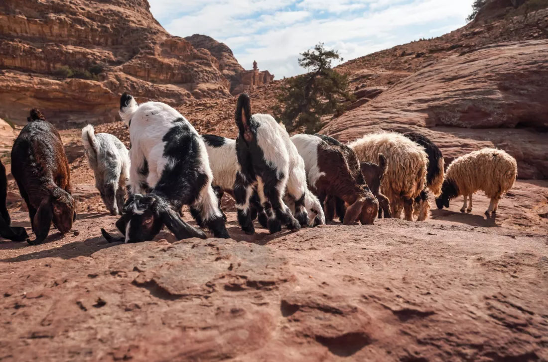 Cabras y ovejas en un terreno rocoso del desierto