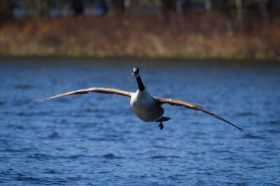 Flying goose, fot. Autor Lars Falkdalen Lindahl (Praca własna) [CC BY-SA 3.0