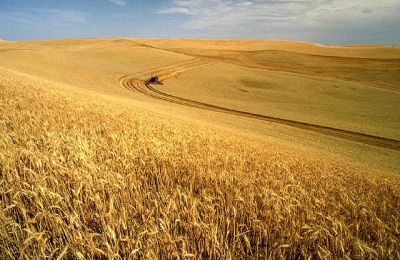 Wheat harvest, fot. public domain