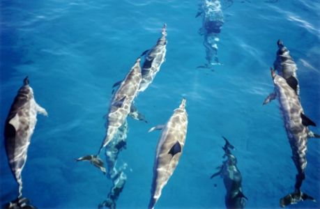 Spinner Dolphins, fot. public domain