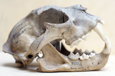Skull, fot. public domain