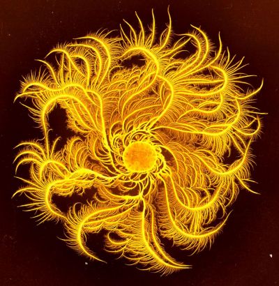 Paenibacillus dendritiformis colony (Chiral_morphotype)