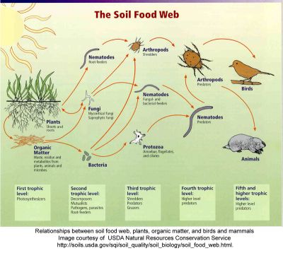Soil food web USDA