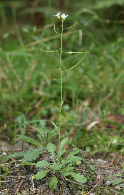 Arabidopsis thal