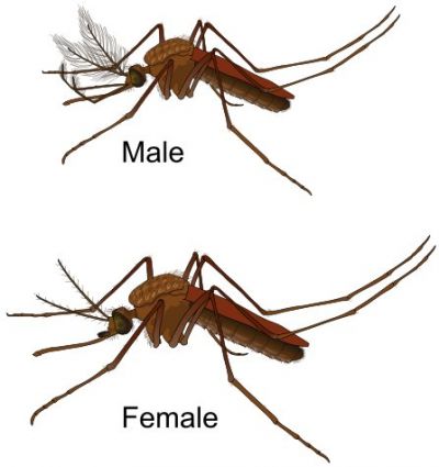 Mosquito, fot. public domain