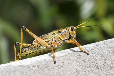 Grasshopper, fot. public domain