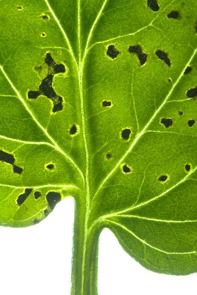 Infected leaf, fot. public domain