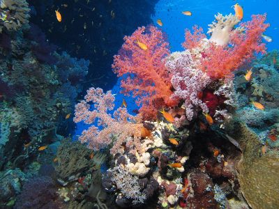 Coral reef, fot. By Derek Keats from Johannesburg, South Africa [CC BY 2.0